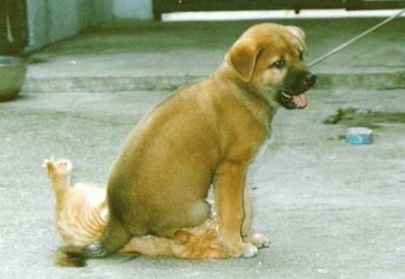 Hund setzt sich auf Katze
Cute News
http://runt-of-the-web.com/animals-being-jerks-pictures#9