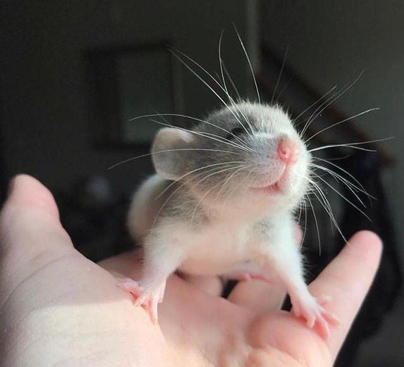 cute news animal tier ratte

https://imgur.com/gallery/jAW2SdT