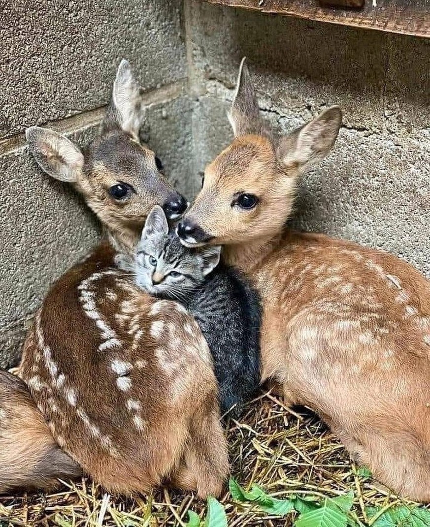 cute news tier reh katze

https://www.instagram.com/p/CYOykdWA1tj