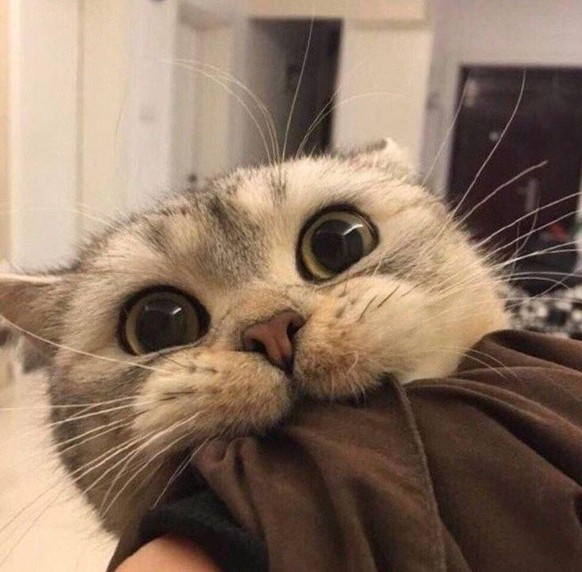 katze cute news tier animal cat

https://www.reddit.com/r/CatsBeingCats/comments/pxwpdb/you_are_mine/