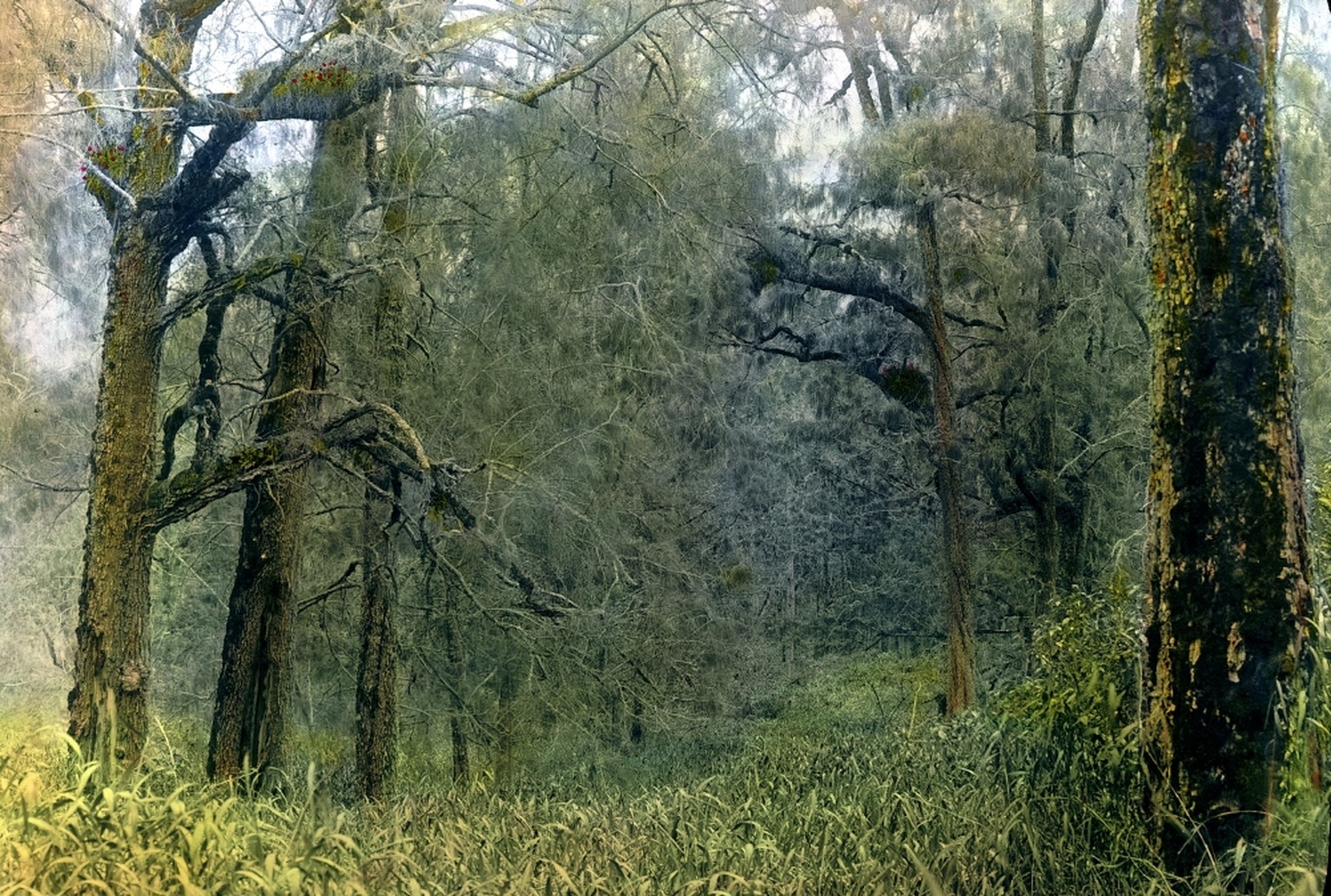 Waldgebiet
Heim, Arnold 
Titel:
Tjemarawald, Abstieg vom Képàla-Rücken 
Beschreibung:
Waldgebiet 
Datierung:
14.11.1911 
Enthalten in:

Impressum:
 
Physische Beschreibung:
Fotografie : Glasdiapositiv ...