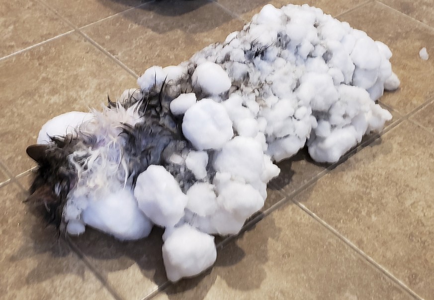 This Jan. 31, 2019, photo provided by an anonymous source shows a cat named &quot;Fluffy,&quot; covered in snow and ice after her owners found her in a snowbank in Kalispell, Mont. Veterinarians in Mo ...