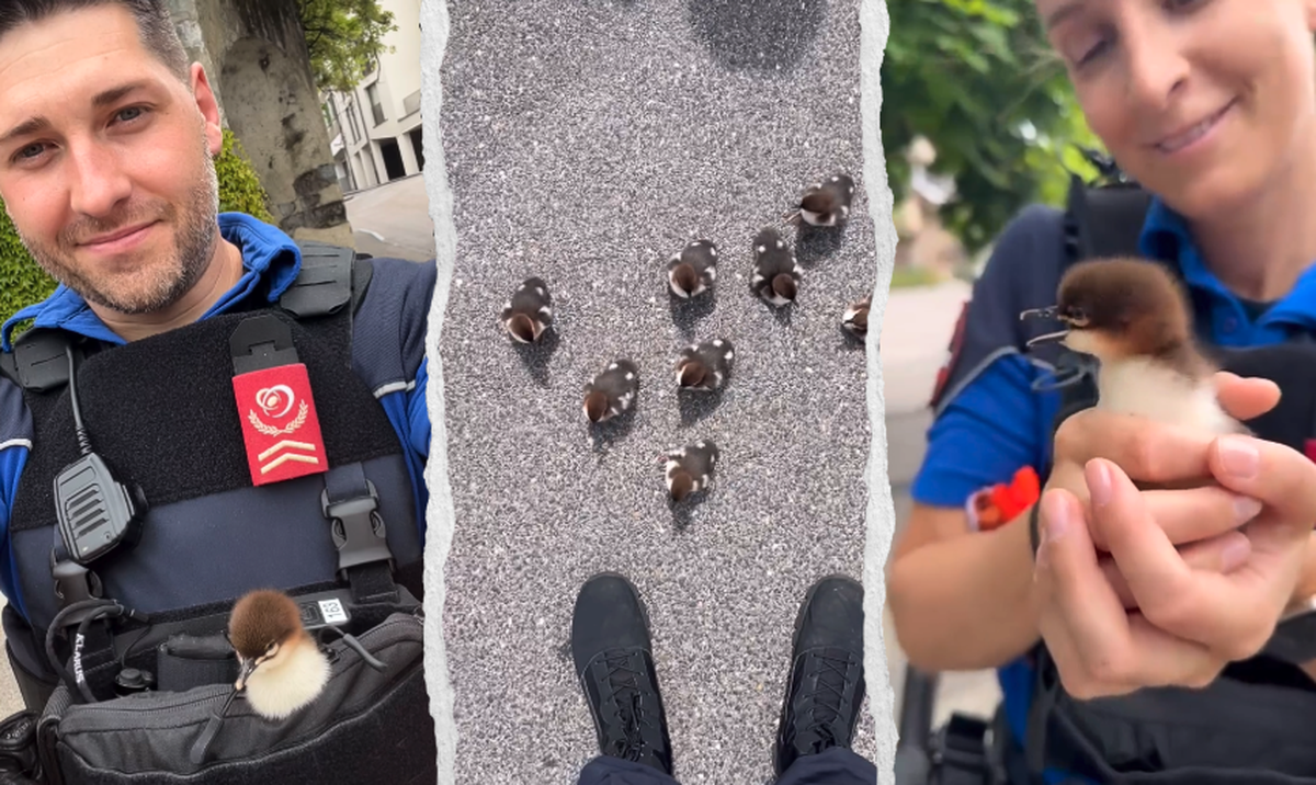 Ce printemps, la Police Nyon Région a sauvé des canetons qui se dirigeaient vers le lac.