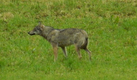 Vorgestern Montag, 14. Mai 2018, vormittags, hat eine Privatperson in einem Weiler auf dem Gemeindegebiet von Horgen von ihrem Haus aus ein hundeähnliches Tier gesichtet und fotografiert. Die Überprüf ...