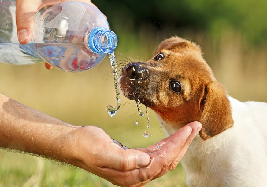 hund welpe hundebaby wasser trinken tier jö haustier