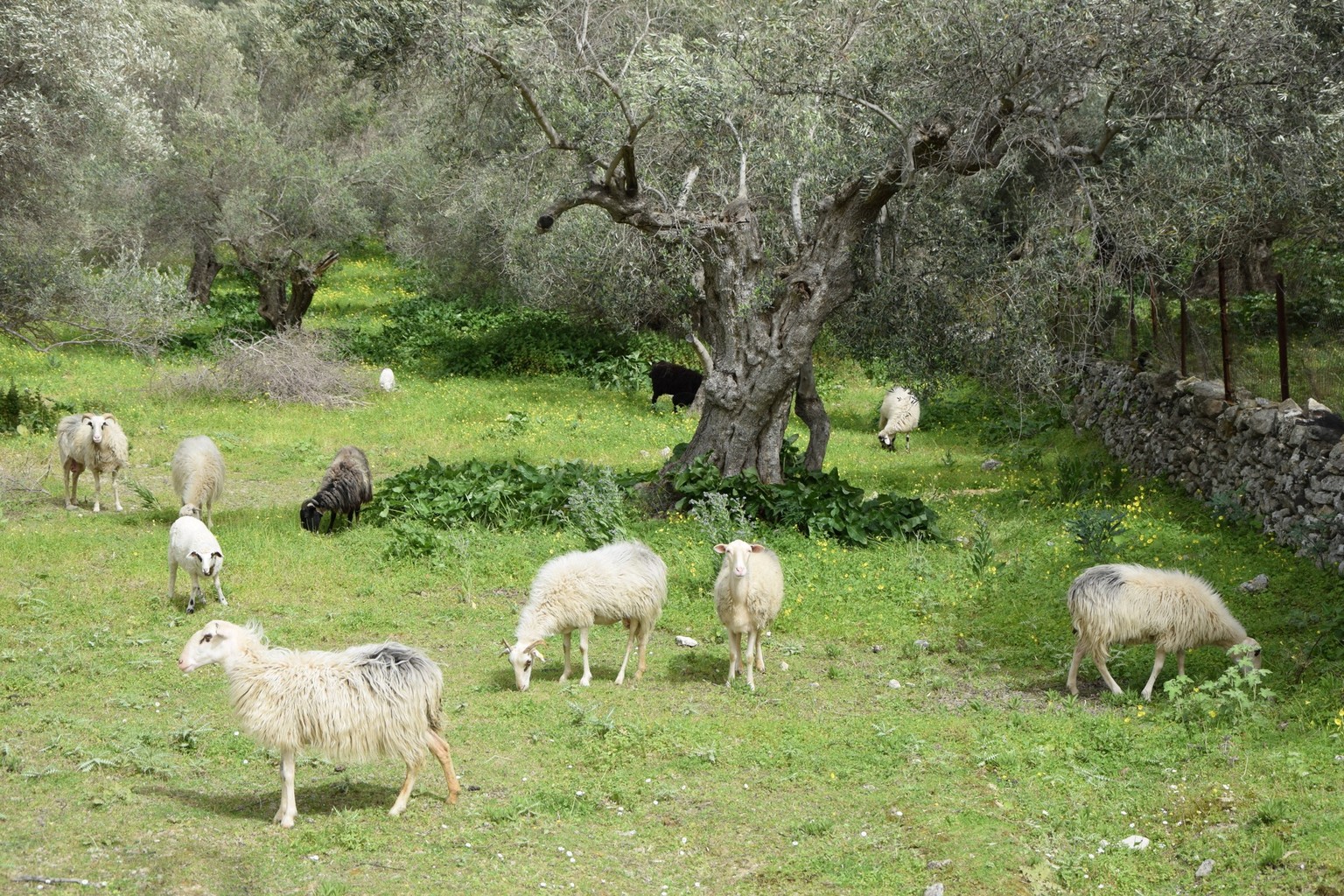 schafherde,herde,herden,schafe,schafsherde *** sheep herd,sheep herds gwr-p80