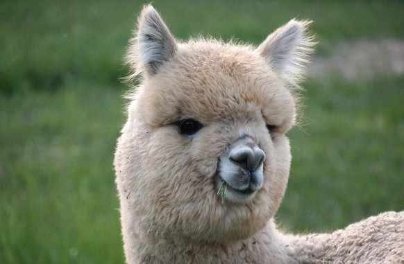 cute news animal tier alpaka

https://imgur.com/t/alpaca/vBMUdEH