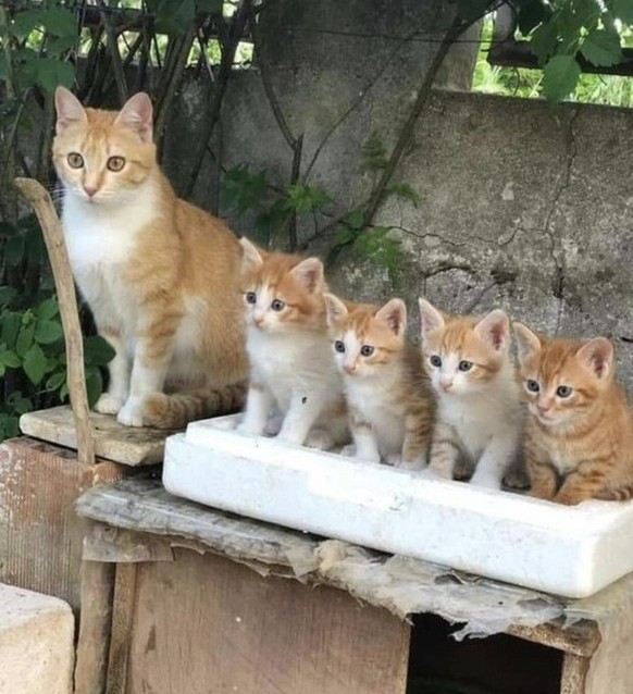 cute news tier katzen

https://www.instagram.com/p/C4-naBlPm65/