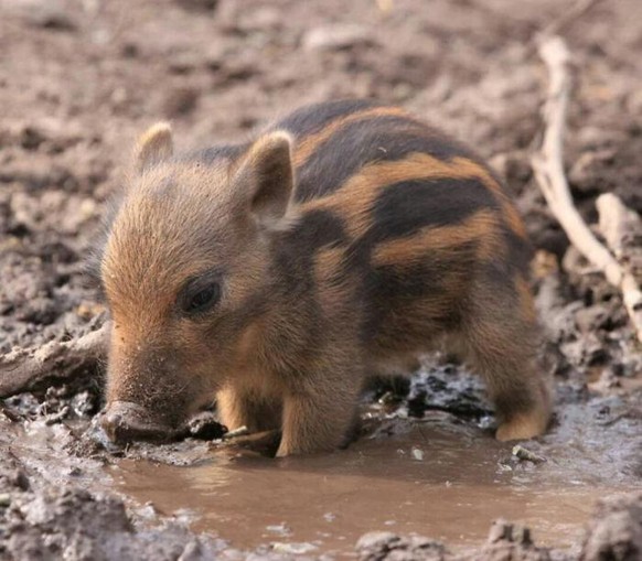 cute news animal tier

https://www.boredpanda.com/tiniest-of-units/?cexp_id=44923&amp;cexp_var=74&amp;_f=featured&amp;utm_source=ecosia&amp;utm_medium=referral&amp;utm_campaign=organic