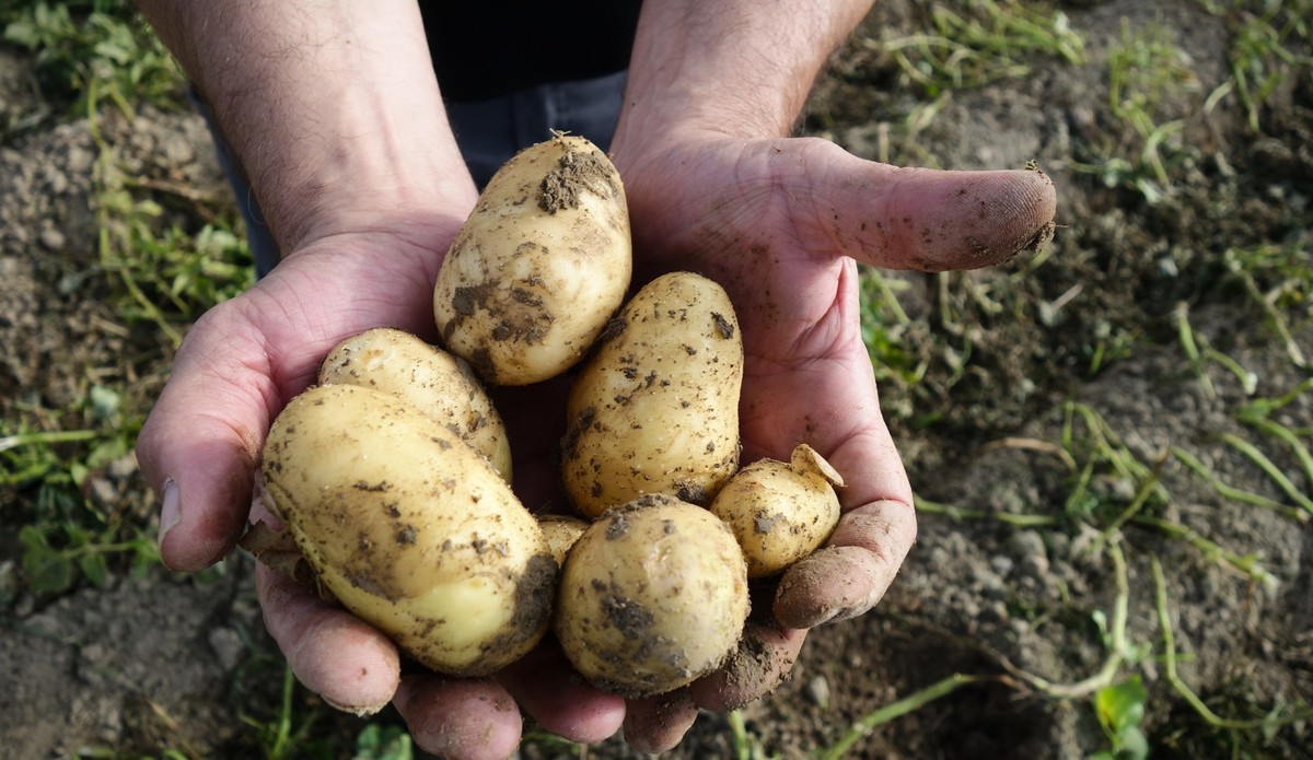 Reportage von den Kartoffelfeldern in Bättenkinden, Berner Emmental, mit Kartoffelbauer Ruedi Fischer.