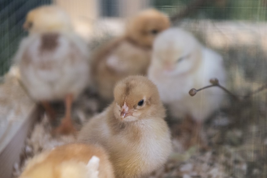 Die Osterkueken-Ausstellung 2018 im Natur-Museum Luzern wird am 28. Maerz 2018 vorgestellt. Im neu erarbeiteten Konzept der Ausstellung, duerfen Kinder die Kueken nicht mehr in die Hand nehmen. (KEYST ...