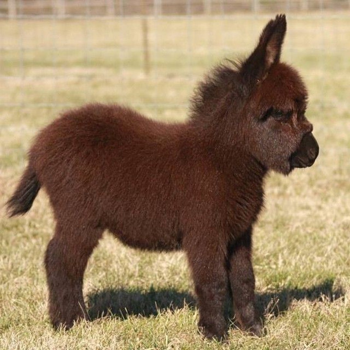 cute news tier esel

https://ch.pinterest.com/pin/19914423341629657/