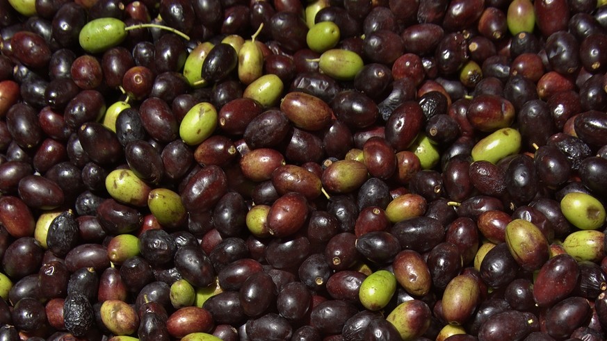 Die kleinen, geschmacksintensiven Oliven aus Ligurien – als Apéro ein Must!<br data-editable="remove">