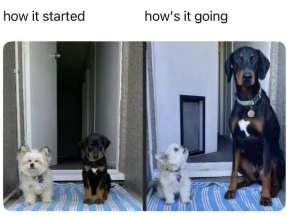 Lustige Tier-Memes für Cute News: Hunde Welpen