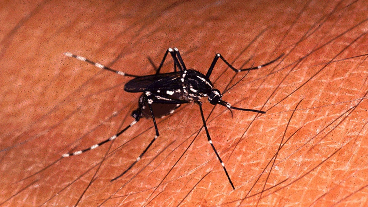 Undatiertes Handout einer Tigermuecke (Ades albopictus). Laut der Tessiner "Arbeitsgruppe Muecke" gelangte sie im Sommer 2003 erstmals in die Schweiz, vermutlich mit Guetern aus Suedeuropa,  ...
