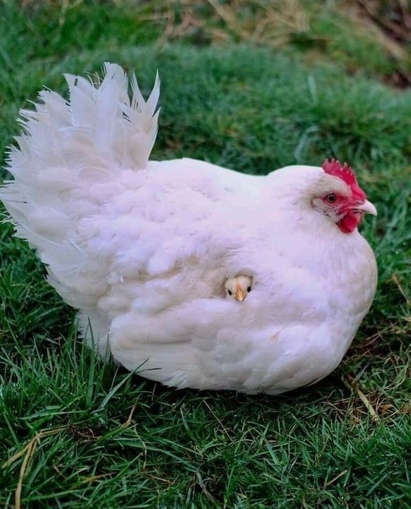 cute news tier huhn

https://ch.pinterest.com/pin/26247610323157048/