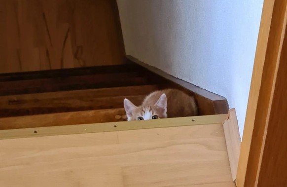 cute news animal tier katze cat

https://old.reddit.com/r/cats/comments/t8dy2w/my_cat_and_his_incredible_hiding_skills/