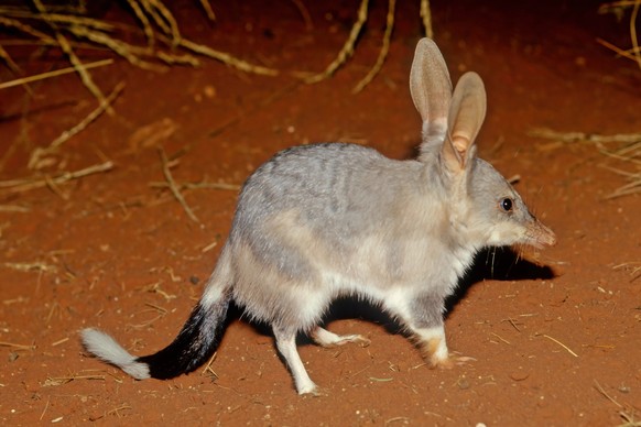 Macrotis is a genus of desert-dwelling marsupial omnivores known as bilbies or rabbit-bandicoots; they are members of the order Peramelemorphia.