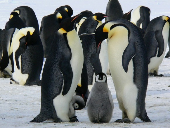 Kaiserpinguine mit Küken