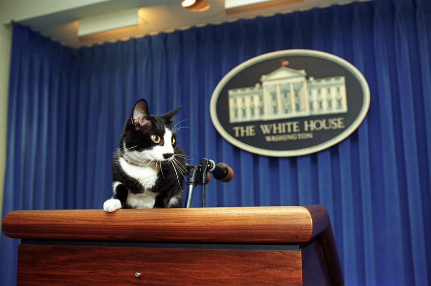 Socks Katze von Bill Clinton (Public Domain)

https://en.wikipedia.org/wiki/United_States_presidential_pets#/media/File:Socks_the_Cat_Explores.jpg