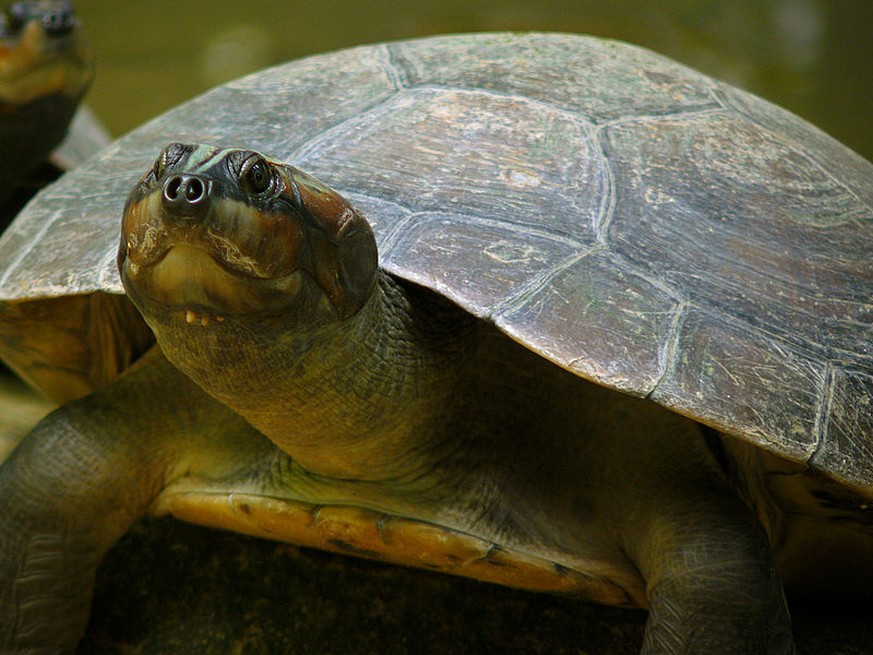 Die Arrauschildkröte (Podocnemis expansa) wird je nach Tier 75 oder gar 90 Zentimeter lang.
