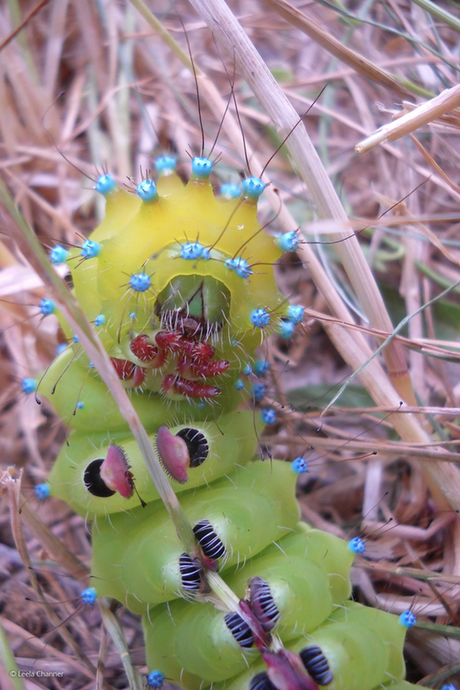 «Great peacock moth caterpillar» («Raupe eines Wiener Nachtpfauenauges»)