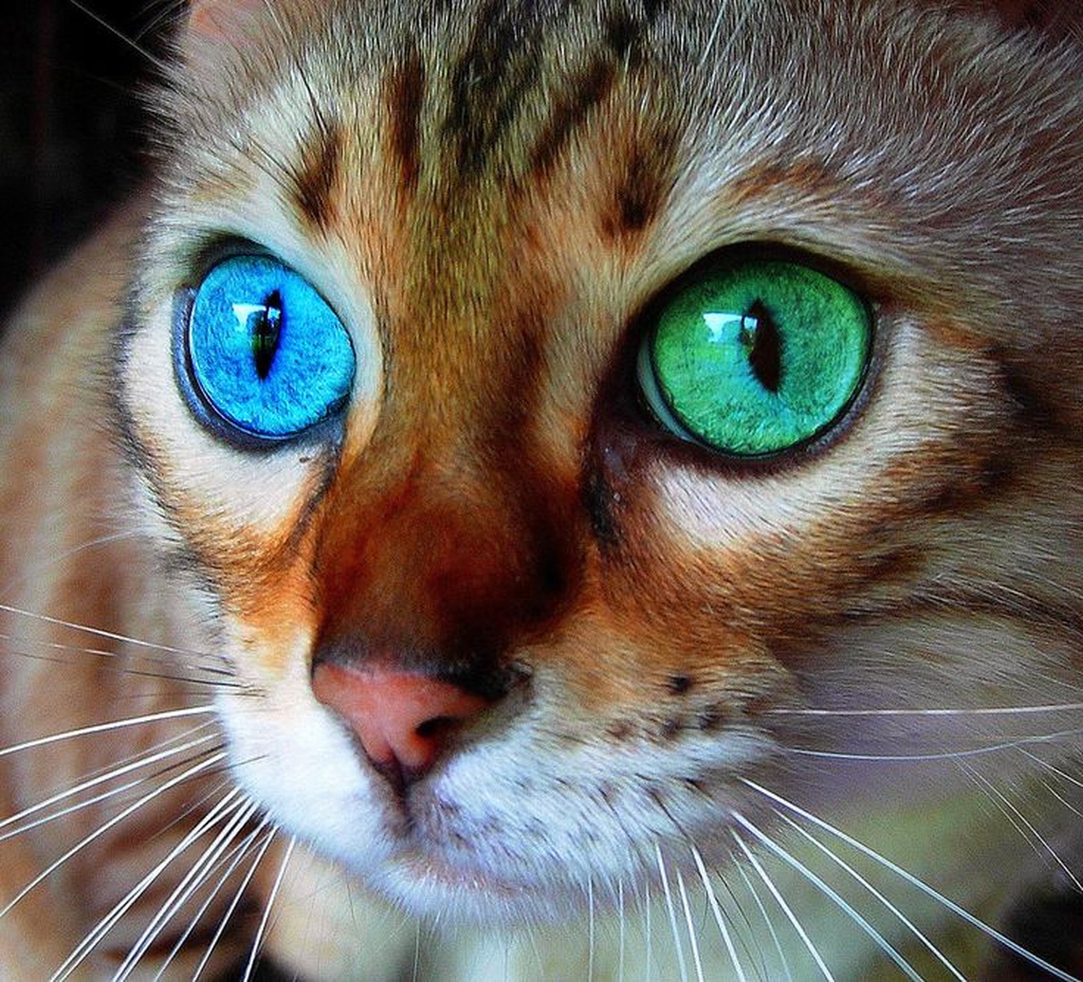 odd-eyed KAtze mit zweifarbigen augen