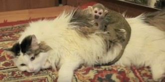 Wenn Tiere andere Tiere adoptieren: Die Katze und ihr Baby-Äffchen