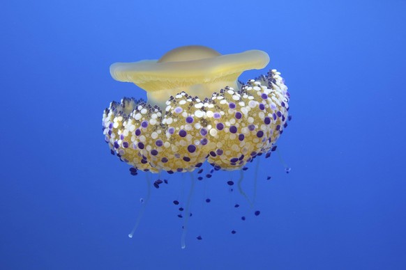 Fried egg jelly fish (Cotylorhiza tuberculata) Mediterranean Sea. PUBLICATIONxINxGERxSUIxAUTxONLY 1503799 BarryxBland
Fried Egg Jelly Fish Cotylorhiza tuberculata Mediterranean Sea PUBLICATIONxINxGER ...