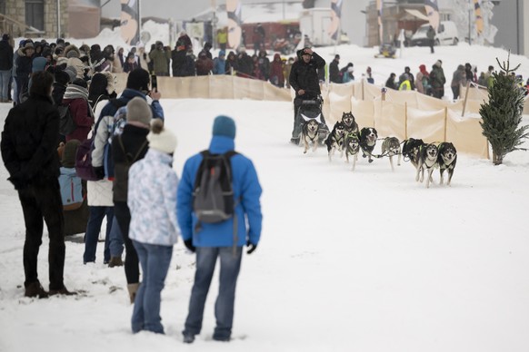 Un musher et ses chiens en action lors de la 50e edition des Courses de chiens de traineaux et Fete du chien nordique ce samedi 28 janvier 2023 a Saignelegier dans le canton du Jura. Cette course de c ...