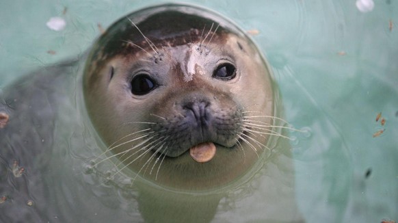 cute news tier robbe

https://www.reddit.com/r/seals/comments/1cfre9m/monk_seal_monday_2024294/