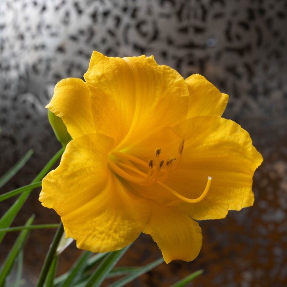 Taglilie (Hemerocallis x cultorum ‘Stella d’Oro’)