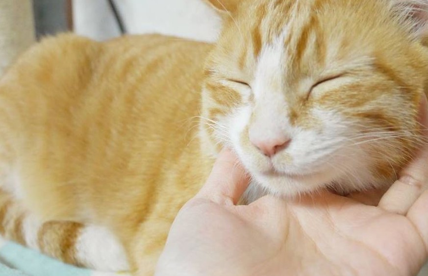 Für deine Katze bist du perfekt: 7 Dinge, die sie an dir liebt