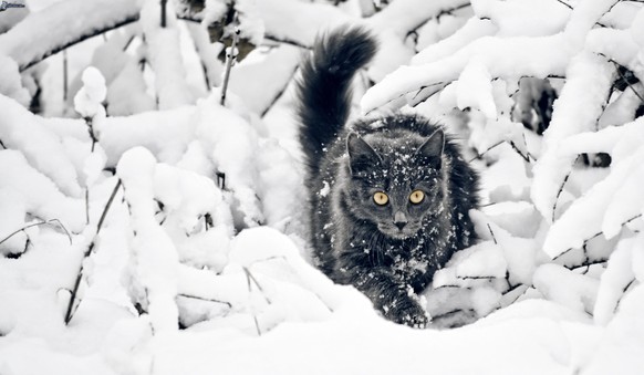 Katze Schnee Winter