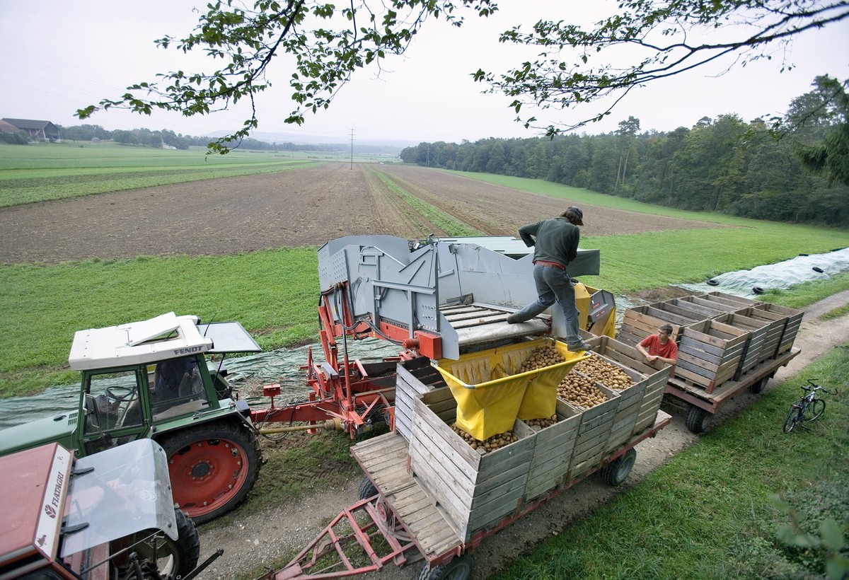 Auf einem Kartoffelacker der Sativa Rheinau GmbH in Rheinau werden am 14. September 2005 maschinell Kartoffeln geerntet, die spaeter als biologisches Pflanzgut verkauft werden. Die Sativa arbeitet zus ...