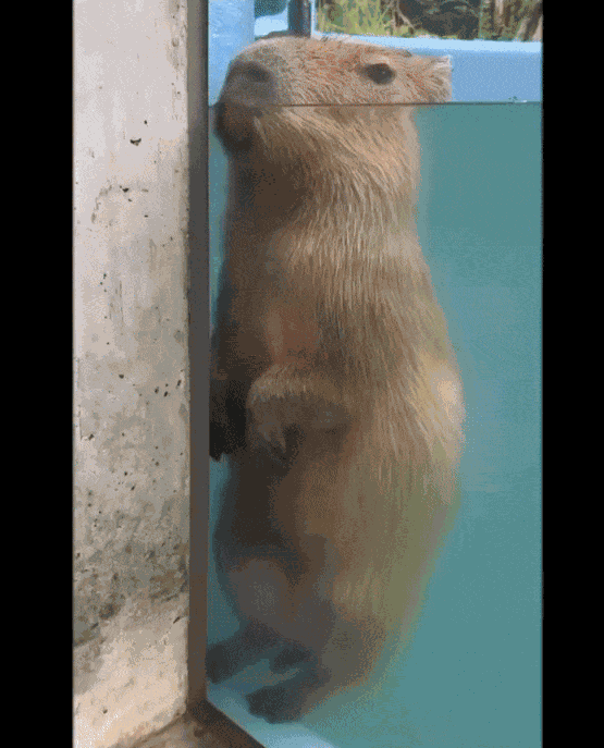 Animiertes GIF
