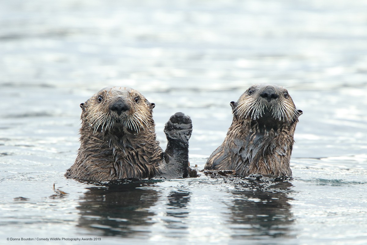 The Comedy Wildlife Photography Awards 2019
Donna Bourdon
Ooltewah
United States
Phone: 4233443501
Email: sonofabask@aol.com
Title: HI
Description: These Alaskan sea otters are saying 'HI' t ...