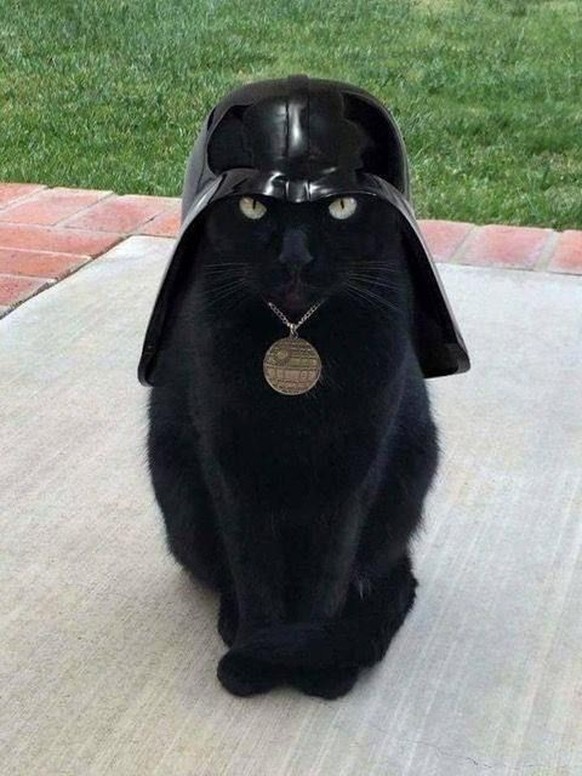 Aufgepasst! Herzige Tiere gibt&#039;s heute nur mit eurer Unterstützung!
Darth Meow ist sauer weil Darth Vadef sie nicht zur Fedcon mitgenommen hat