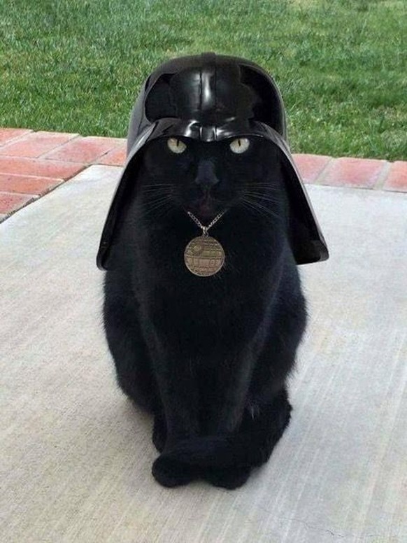 Aufgepasst! Herzige Tiere gibt&#039;s heute nur mit eurer UnterstÃ¼tzung!
Darth Meow ist sauer weil Darth Vadef sie nicht zur Fedcon mitgenommen hat