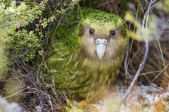 Sinbad the male Kakapo (Strigops habroptilus) curiously peering from the bushes during the day. Codfish Island, Stewart Island, New Zealand, January. Critically endangered. PUBLICATIONxINxGERxSUIxAUTx ...