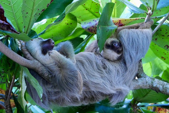 nice news animal sloth sloth https://www.reddit.com/r/NatureIsFuckingCute/comments/19ce396/2toed_sloth_resting_with_her_pup/