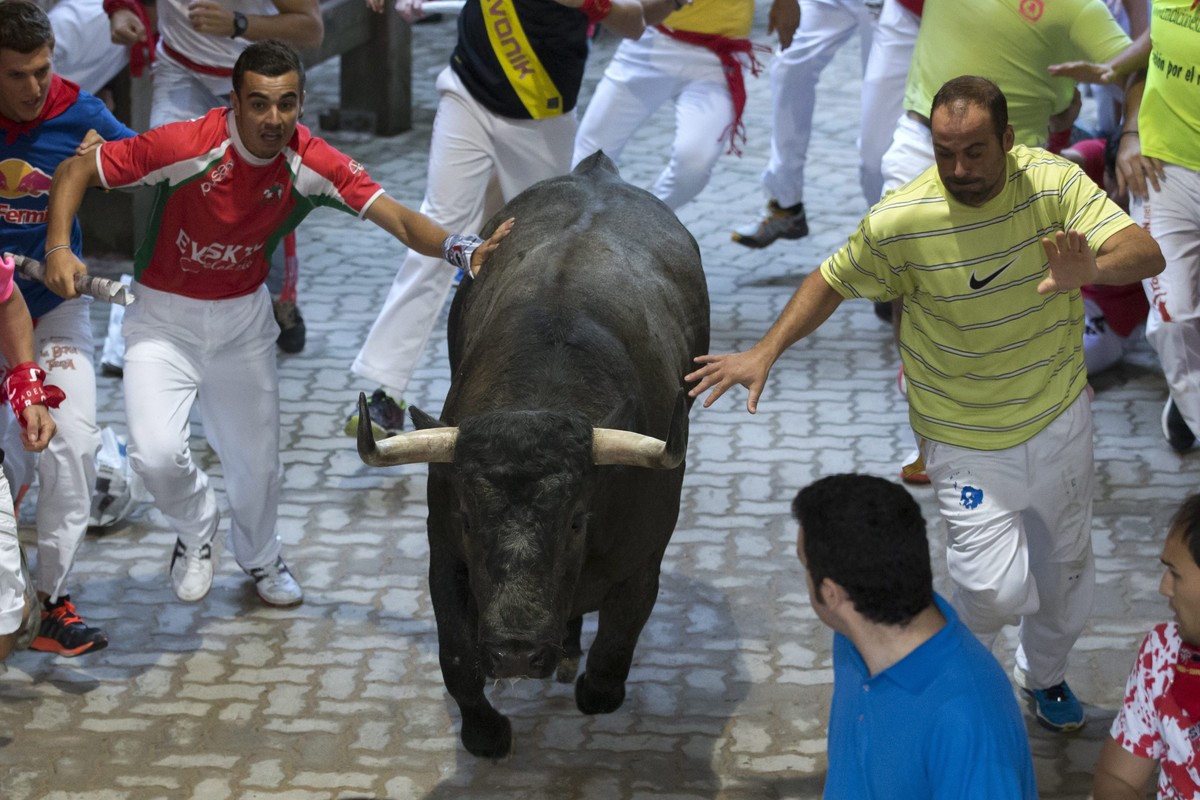 epa05416559 Two bull runners, one holding the bull's flank, lead the fighting bull from the Jose Escolar Gil ranch as they enter the bullring during the third 'encierro,' or running-wit ...