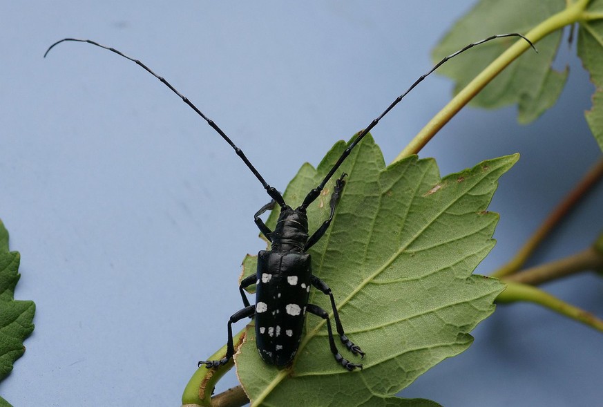 Ein Männchen des Asiatischen Laubholzbockkäfers.