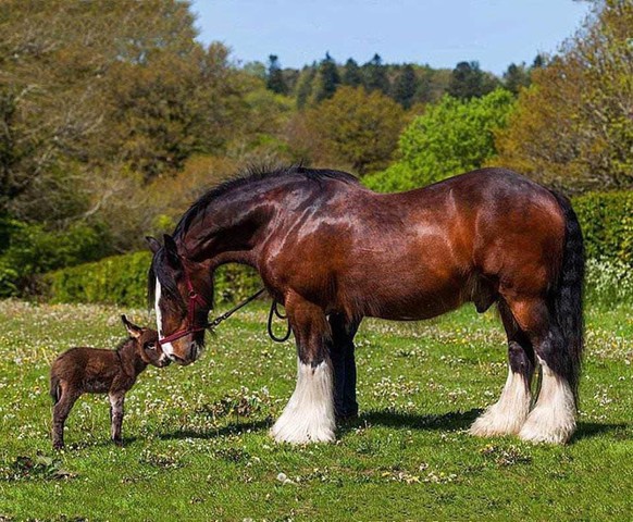 cute news animal tier pferd esel

https://www.reddit.com/r/aww/comments/t9naa9/a_magnificent_shire_and_his_little_buddy/