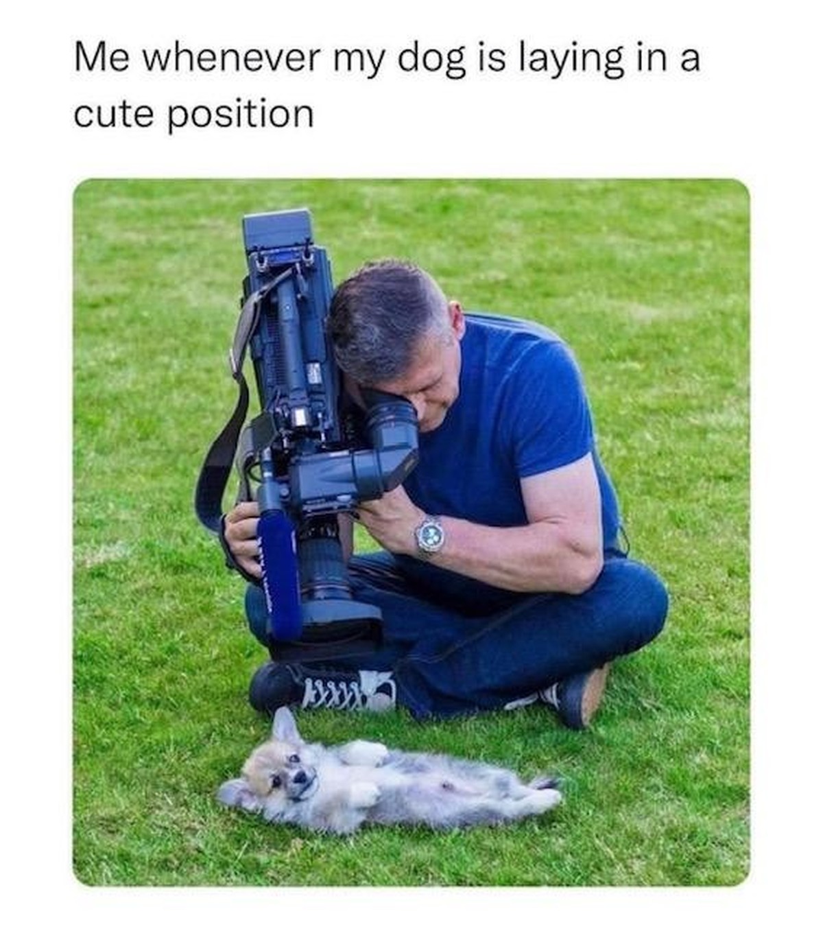 Lustige und schöne Hunde-Memes zum Welthundetag 2023
