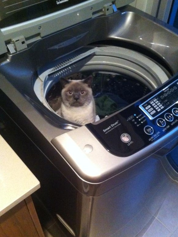 Katze in der Waschmaschine.

http://imgur.com/gallery/qeTNS