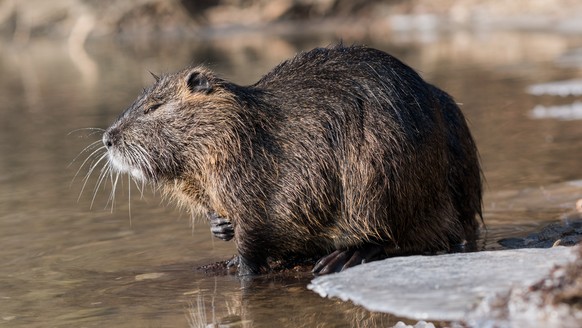 Nutria (Myocastor coypus) in partially frozen river Ljubljanica