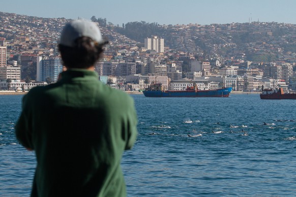 epa10078540 A person watches a pod of dolphins, between 50 to 100 according to authorities, swim by the coast of the city of Valparaiso, Chile, 18 July 2022, in a rare sighting that surprised tourists ...