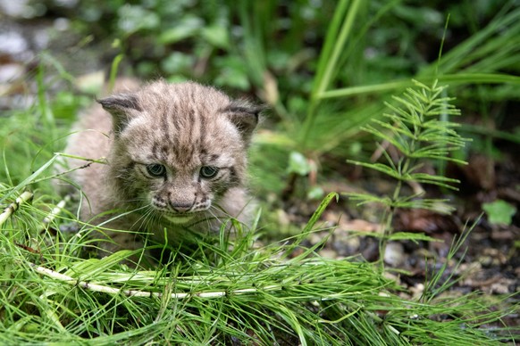 Etwas früher als die Wolf-Welpen ist der Luchsnachwuchs zur Welt gekommen.