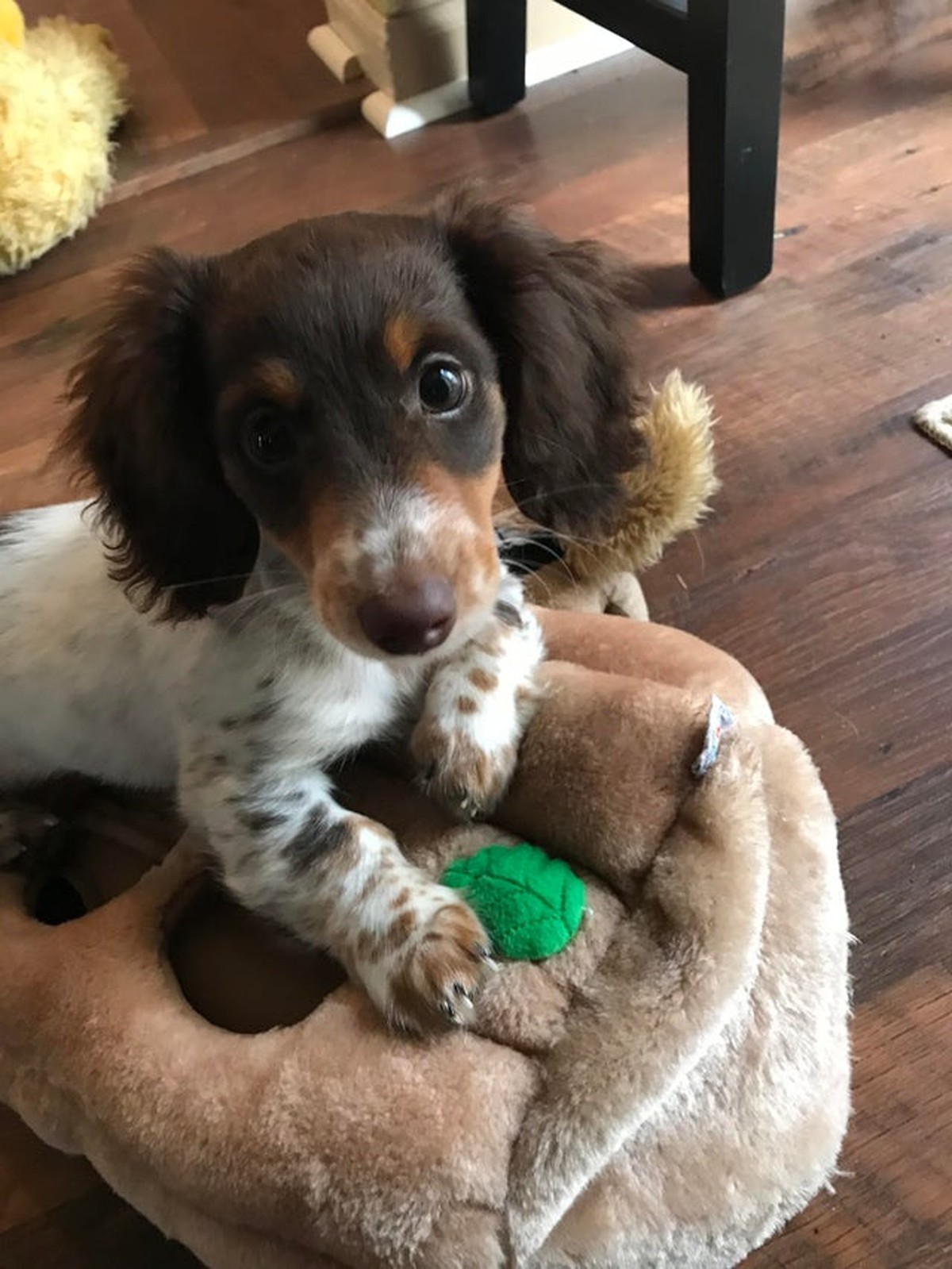 PS: Ihr könnt immer gerne mit eurem Hund in unserer Redaktion zum Probestreicheln vorbeikommen.